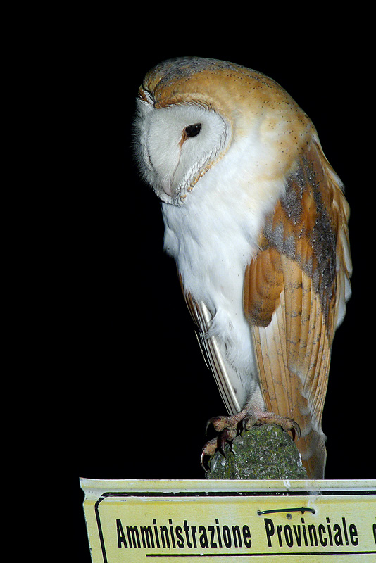 Barbagianni in Digiscoping